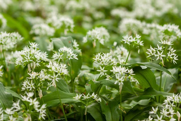 Wild garlic carpet in forest ready to harvest. Ramsons or bears garlic growing in forest in spring. Allium ursinum. Stock Image