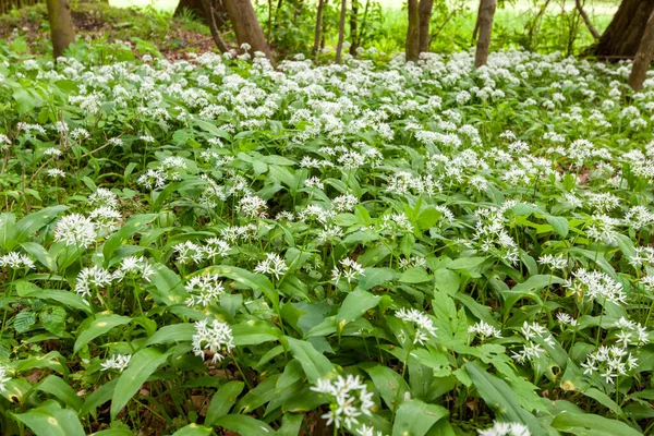 Divoký česnekový koberec v lese připravený ke sklizni. Ramsons nebo medvědi pěstující česnek v lese na jaře. Allium ursinum. Royalty Free Stock Obrázky