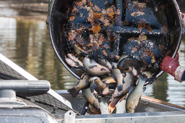 Harvest of fish — Stock Photo, Image