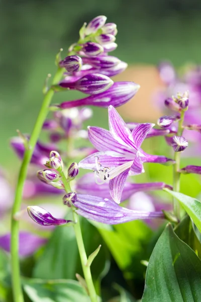Detalii floare de vară - Hosta sieboldii — Fotografie, imagine de stoc