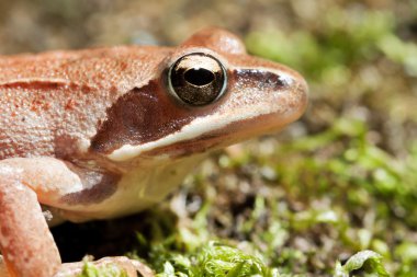 Rana temporaria - kahverengi kurbağa üzerinde yeşil yosun