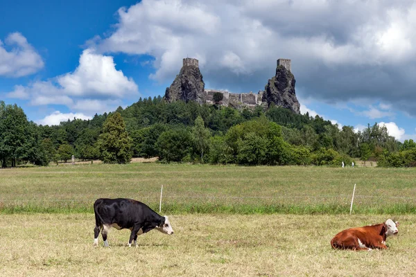 Czech Republic - stronghold Trosky in Cesky raj (Czech paradise) with cows — Stock Photo, Image