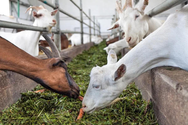 농장 동물 — 스톡 사진
