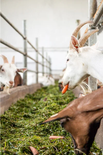 Çiftlik hayvanı — Stok fotoğraf