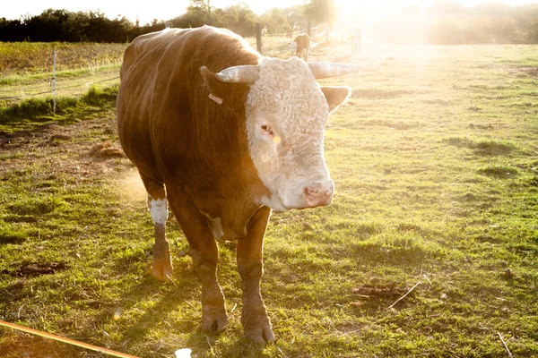 Bovini domestici - vacca al pascolo al tramonto con — Foto Stock