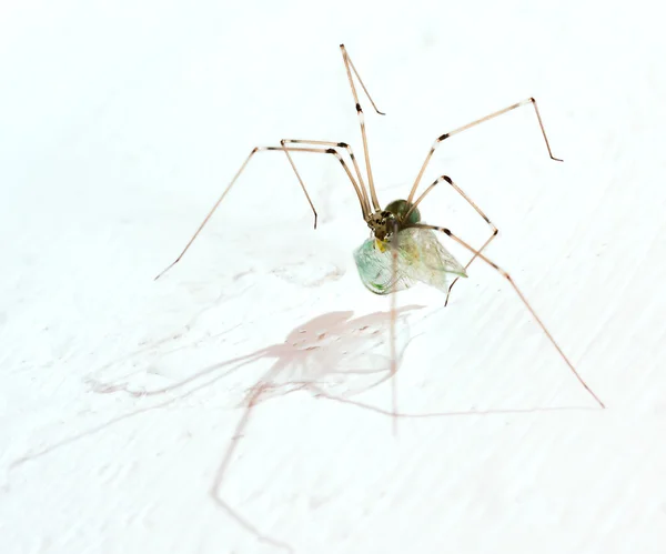 Long legs spider with may fly on a white background — Stock Photo, Image
