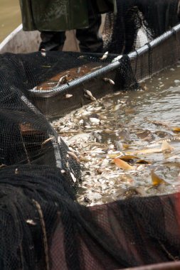 carps sebebi dan Noel pazarları için sonbaharda hasat