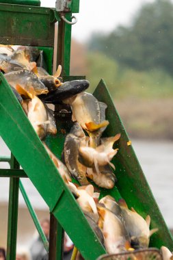 carps sebebi dan Noel pazarları için sonbaharda hasat