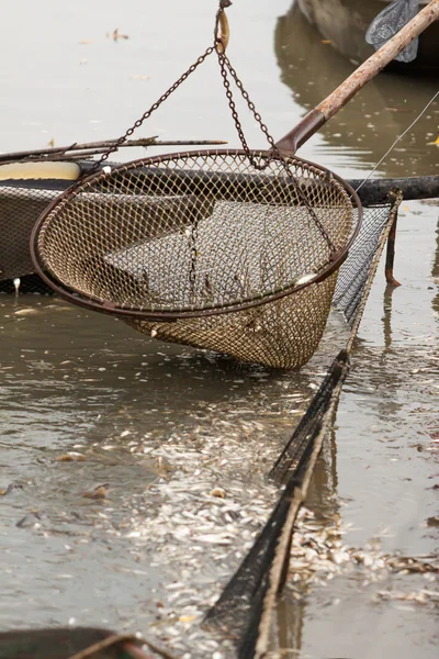 Autumn harvest of carps from fishpond to christmas markets — Stock Photo, Image