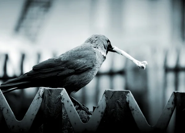 大美丽的黑乌鸦 — 图库照片