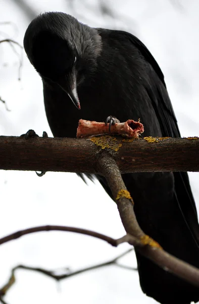 Μεγάλο όμορφο μαύρο κοράκι — Φωτογραφία Αρχείου