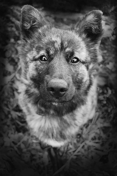 非常に悲しげな顔を持つ犬 — ストック写真