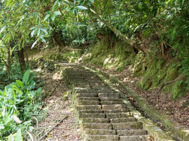 Yürüyüş yolu ve gün batımı Güzel orman manzarasında