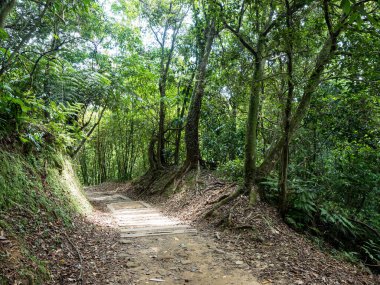 Yürüyüş yolu ve gün batımı Güzel orman manzarasında