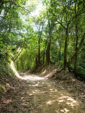 Yürüyüş yolu ve gün batımı Güzel orman manzarasında