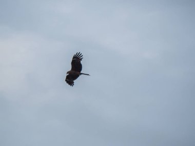 Gökyüzünde uçan şahin yiyecek arıyor.