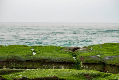New Taipei şehrindeki Laomei Green Reef (Taş yalaklar) manzarası. Deniz oluğunda (deniz erozyonu hendeği) sadece Nisan ve Mayıs aylarında yeşil yosun bulunur..