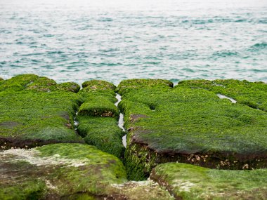 New Taipei şehrindeki Laomei Green Reef (Taş yalaklar) manzarası. Deniz oluğunda (deniz erozyonu hendeği) sadece Nisan ve Mayıs aylarında yeşil yosun bulunur..