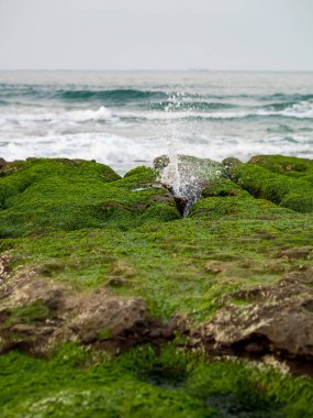 New Taipei şehrindeki Laomei Green Reef (Taş yalaklar) manzarası. Deniz oluğunda (deniz erozyonu hendeği) sadece Nisan ve Mayıs aylarında yeşil yosun bulunur..