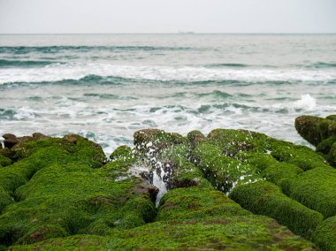 New Taipei şehrindeki Laomei Green Reef (Taş yalaklar) manzarası. Deniz oluğunda (deniz erozyonu hendeği) sadece Nisan ve Mayıs aylarında yeşil yosun bulunur..