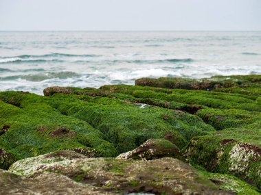 New Taipei şehrindeki Laomei Green Reef (Taş yalaklar) manzarası. Deniz oluğunda (deniz erozyonu hendeği) sadece Nisan ve Mayıs aylarında yeşil yosun bulunur..