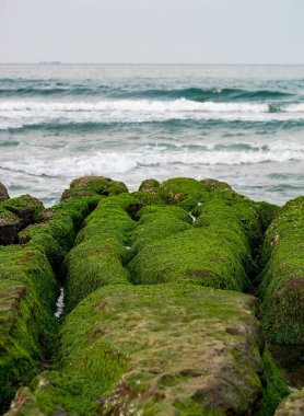 New Taipei şehrindeki Laomei Green Reef (Taş yalaklar) manzarası. Deniz oluğunda (deniz erozyonu hendeği) sadece Nisan ve Mayıs aylarında yeşil yosun bulunur..