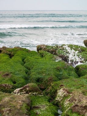 New Taipei şehrindeki Laomei Green Reef (Taş yalaklar) manzarası. Deniz oluğunda (deniz erozyonu hendeği) sadece Nisan ve Mayıs aylarında yeşil yosun bulunur..