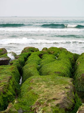 New Taipei şehrindeki Laomei Green Reef (Taş yalaklar) manzarası. Deniz oluğunda (deniz erozyonu hendeği) sadece Nisan ve Mayıs aylarında yeşil yosun bulunur..
