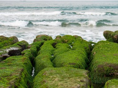 New Taipei şehrindeki Laomei Green Reef (Taş yalaklar) manzarası. Deniz oluğunda (deniz erozyonu hendeği) sadece Nisan ve Mayıs aylarında yeşil yosun bulunur..
