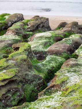 New Taipei şehrindeki Laomei Green Reef (Taş yalaklar) manzarası. Deniz oluğunda (deniz erozyonu hendeği) sadece Nisan ve Mayıs aylarında yeşil yosun bulunur..