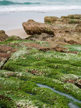 New Taipei şehrindeki Laomei Green Reef (Taş yalaklar) manzarası. Deniz oluğunda (deniz erozyonu hendeği) sadece Nisan ve Mayıs aylarında yeşil yosun bulunur..