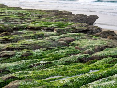 New Taipei şehrindeki Laomei Green Reef (Taş yalaklar) manzarası. Deniz oluğunda (deniz erozyonu hendeği) sadece Nisan ve Mayıs aylarında yeşil yosun bulunur..