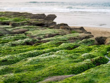 New Taipei şehrindeki Laomei Green Reef (Taş yalaklar) manzarası. Deniz oluğunda (deniz erozyonu hendeği) sadece Nisan ve Mayıs aylarında yeşil yosun bulunur..