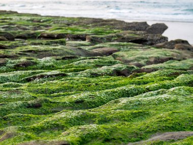 New Taipei şehrindeki Laomei Green Reef (Taş yalaklar) manzarası. Deniz oluğunda (deniz erozyonu hendeği) sadece Nisan ve Mayıs aylarında yeşil yosun bulunur..