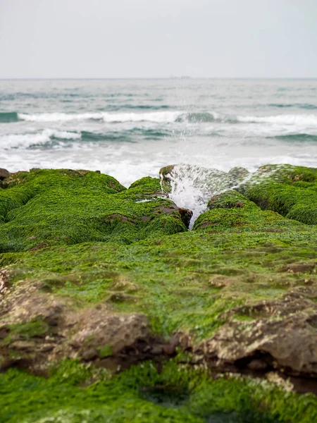New Taipei şehrindeki Laomei Green Reef (Taş yalaklar) manzarası. Deniz oluğunda (deniz erozyonu hendeği) sadece Nisan ve Mayıs aylarında yeşil yosun bulunur..