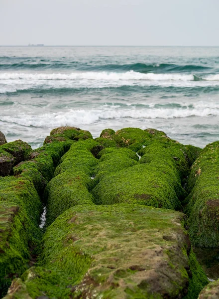 New Taipei şehrindeki Laomei Green Reef (Taş yalaklar) manzarası. Deniz oluğunda (deniz erozyonu hendeği) sadece Nisan ve Mayıs aylarında yeşil yosun bulunur..