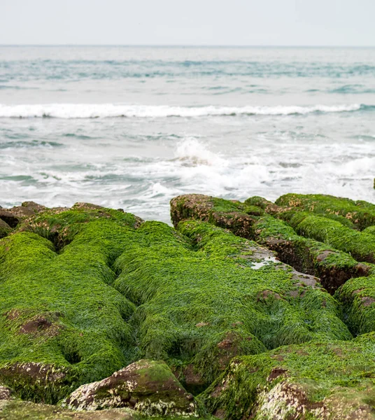 New Taipei şehrindeki Laomei Green Reef (Taş yalaklar) manzarası. Deniz oluğunda (deniz erozyonu hendeği) sadece Nisan ve Mayıs aylarında yeşil yosun bulunur..