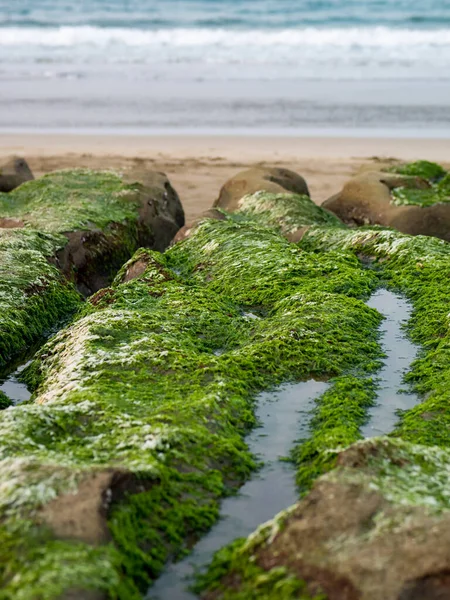 New Taipei şehrindeki Laomei Green Reef (Taş yalaklar) manzarası. Deniz oluğunda (deniz erozyonu hendeği) sadece Nisan ve Mayıs aylarında yeşil yosun bulunur..