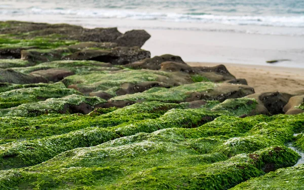 New Taipei şehrindeki Laomei Green Reef (Taş yalaklar) manzarası. Deniz oluğunda (deniz erozyonu hendeği) sadece Nisan ve Mayıs aylarında yeşil yosun bulunur..