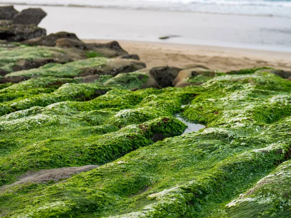 New Taipei şehrindeki Laomei Green Reef (Taş yalaklar) manzarası. Deniz oluğunda (deniz erozyonu hendeği) sadece Nisan ve Mayıs aylarında yeşil yosun bulunur..