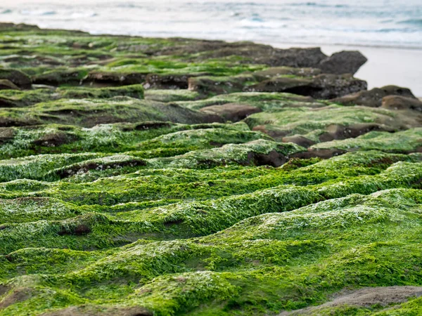 New Taipei şehrindeki Laomei Green Reef (Taş yalaklar) manzarası. Deniz oluğunda (deniz erozyonu hendeği) sadece Nisan ve Mayıs aylarında yeşil yosun bulunur..