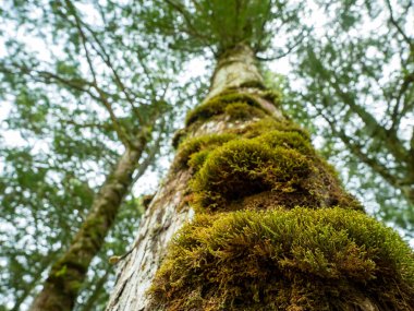 Ormandaki çam ağacının yosunlu ve çatlak dokusu
