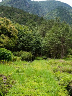 Orman Ağaçları Orman ve Tarlalar