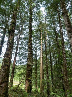 Orman Ağaçları Orman ve Tarlalar