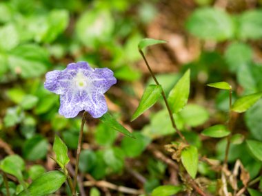 Mavi çiçeğin adı Nemophila 'dır. Bilimsel adı Nemophila menziesii.