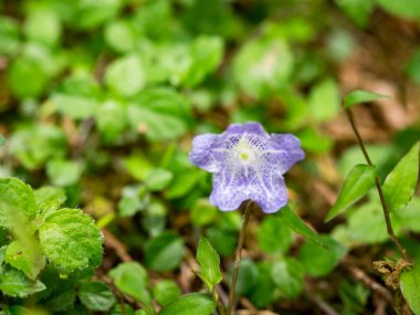 Mavi çiçeğin adı Nemophila 'dır. Bilimsel adı Nemophila menziesii.