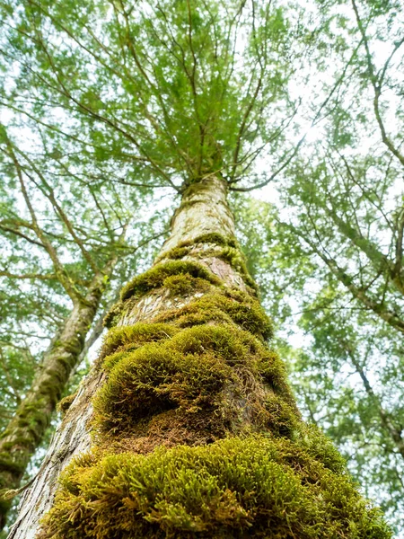 Textura Musgosa Rachada Árvore Pinhal Uma Floresta — Fotografia de Stock