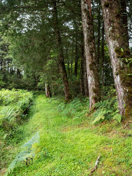 Floresta Árvores Madeira Campos Paisagem — Fotografia de Stock