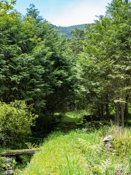 Orman Ağaçları Orman ve Tarlalar