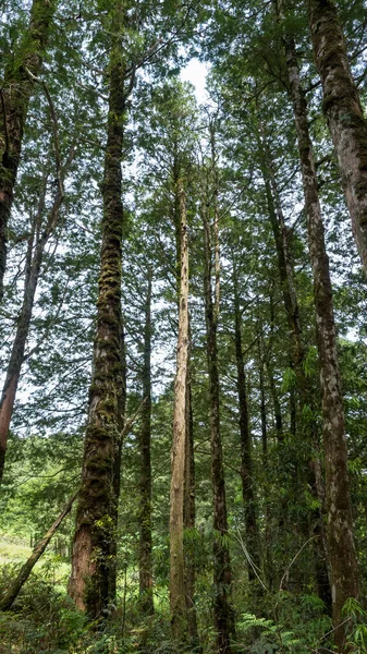 Деревья Леса Поля Ландшафт — стоковое фото